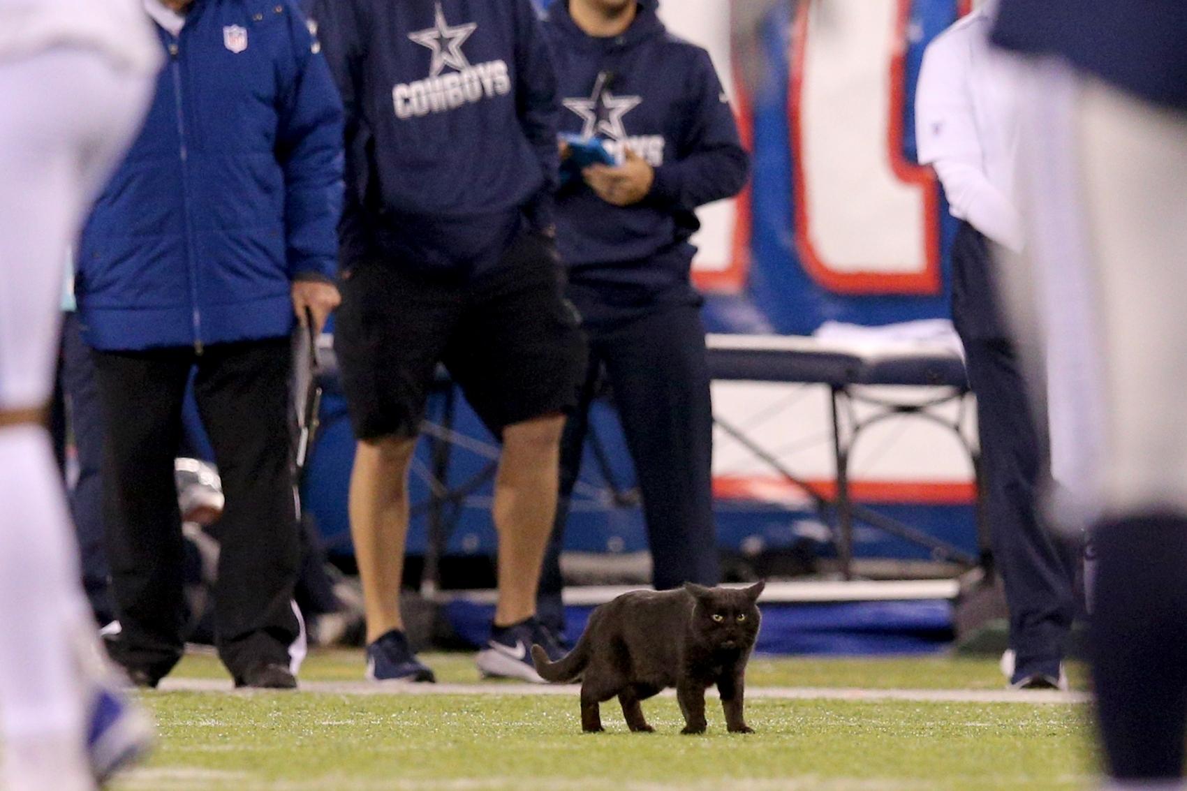 WATCH: Black cat makes appearance at MetLife Stadium